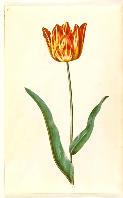 Tulipa gesneriana (Gartentulpe) von Hans Simon Holtzbecker