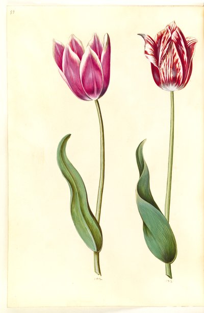 Tulipa gesneriana (Gartentulpe) von Hans Simon Holtzbecker