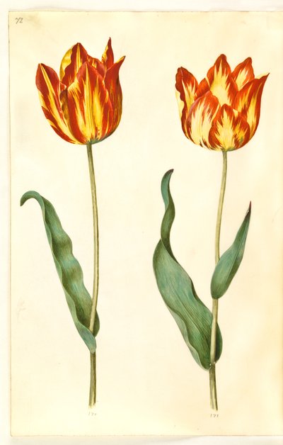 Tulipa gesneriana (Gartentulpe) von Hans Simon Holtzbecker