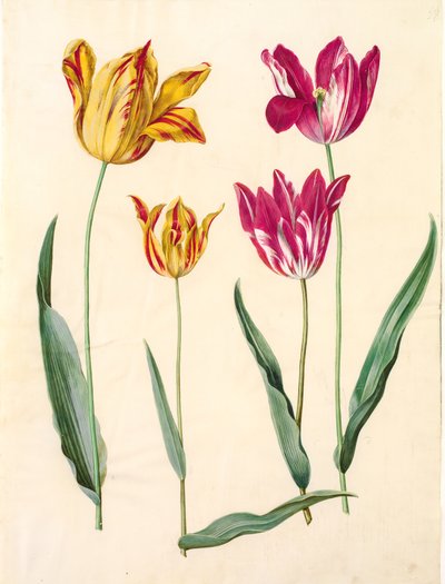 Tulipa gesneriana (Gartentulpe) von Hans Simon Holtzbecker