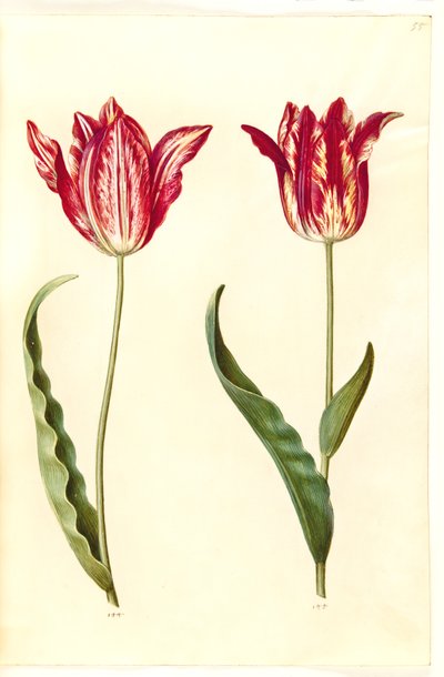 Tulipa gesneriana (Gartentulpe) von Hans Simon Holtzbecker