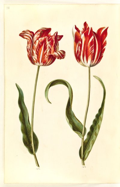 Tulipa gesneriana (Gartentulpe) von Hans Simon Holtzbecker