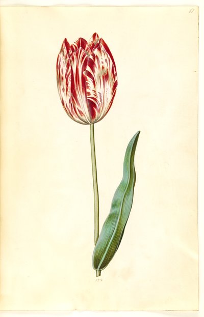 Tulipa gesneriana (Gartentulpe) von Hans Simon Holtzbecker