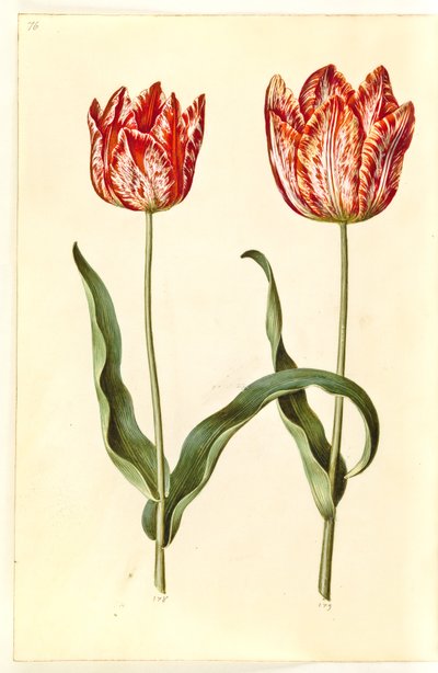 Tulipa gesneriana (Gartentulpe) von Hans Simon Holtzbecker