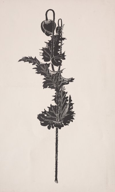 Blumenstudie von Harry Fenn