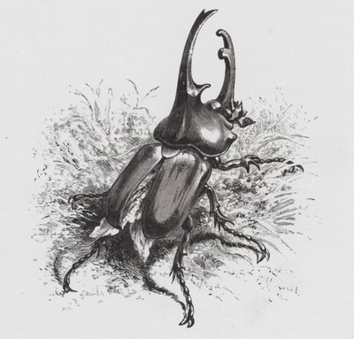 Das Insekt: Käfer von Hector Giacomelli