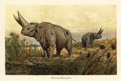 Arsinotherium, ausgestorbene Gattung der Paenungulaten von Heinrich Harder