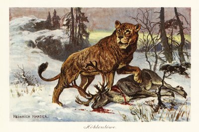 Eurasischer Höhlenlöwe, Panthera spelaea von Heinrich Harder