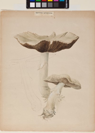 Agaricus augustus von Helen Beatrix Potter