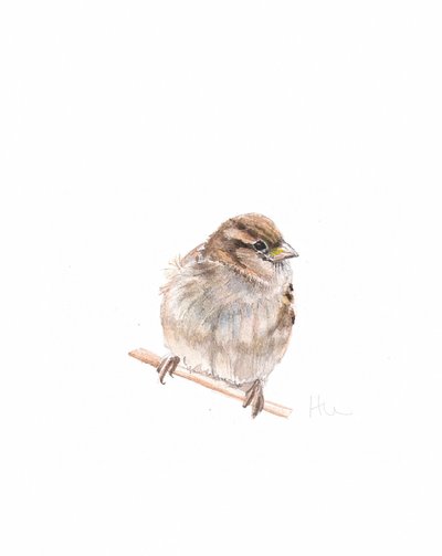 Weiblicher Spatz III von Helen White