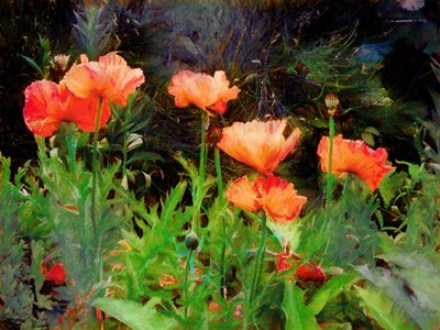 Pfirsichmohn, 2020 von Helen White