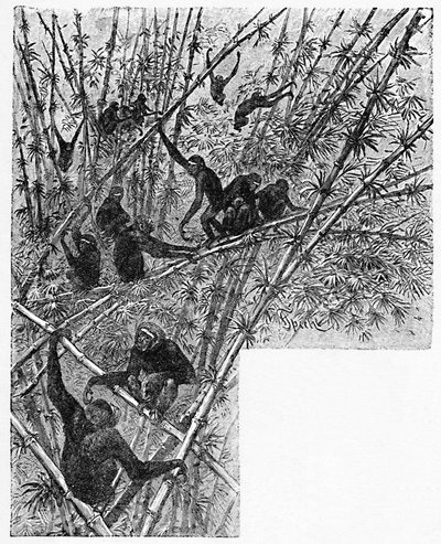 Hoolocks im Bambusdschungel, ca. 1900 von Helena J. Maguire