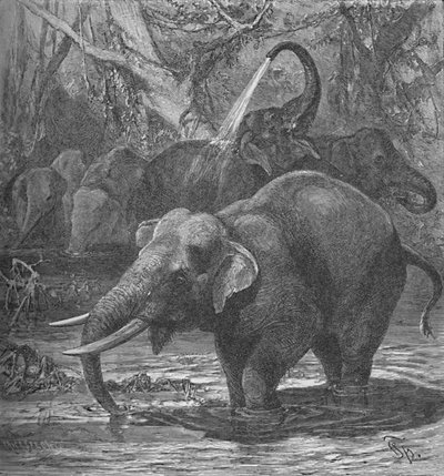 Indische Elefanten beim Baden von Helena J. Maguire