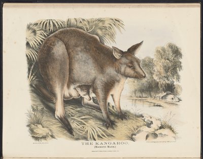 Säugetiere Australiens (Krefft) Nla.obj-33627803-12 Das Känguru von Helena Scott