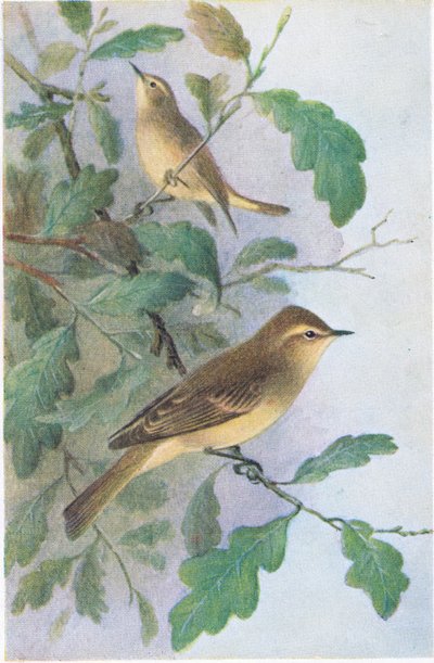 Fitis, Postkarten, 1930er Jahre von Hendrik Gronvold