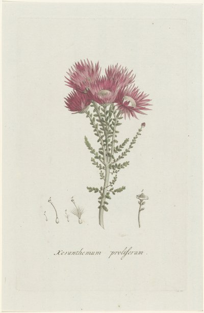 Phaenocoma prolifera von Hendrik Schwegman
