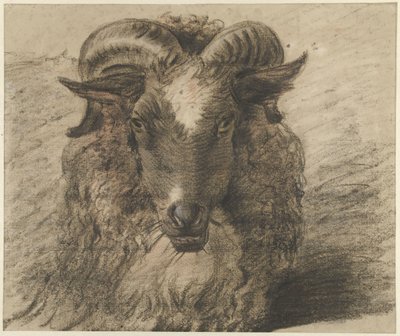 Kopf eines Widders von Hendrik Stokvisch
