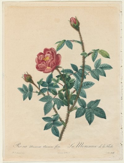 Moosrose, 1817-1824 von Pierre Joseph Redouté