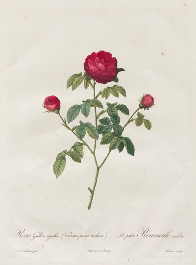 Provence- oder Französische Rose, 1817-1824 von Pierre Joseph Redouté