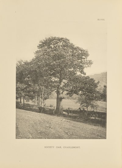 Gesellschaftseiche, Charlemont von Henry Brooks