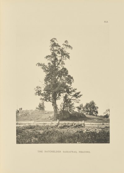 Der Batchelder Sassafras, Reading von Henry Brooks