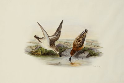 Löffler von Henry Constantine Richter