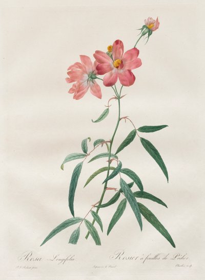 Die Rosen: Rosa Longifolia von Henry Joseph Redouté
