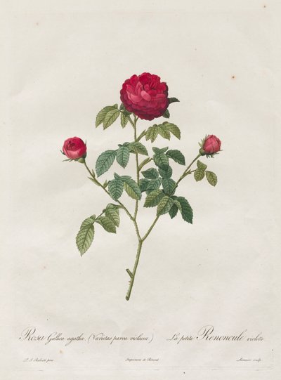 Provence- oder Französische Rose von Henry Joseph Redouté