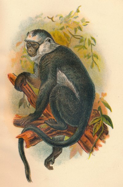 Hoses Langur, 1897 von Henry Ogg Forbes