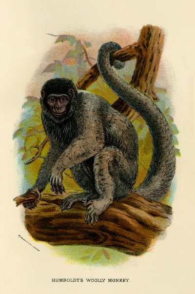 Humboldts Wollaffe, 1896 von Henry Ogg Forbes