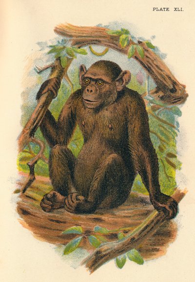 Der kahle Schimpanse, 1897 von Henry Ogg Forbes