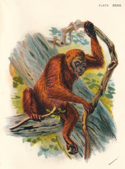 Der Orang-Utan, 1897 von Henry Ogg Forbes