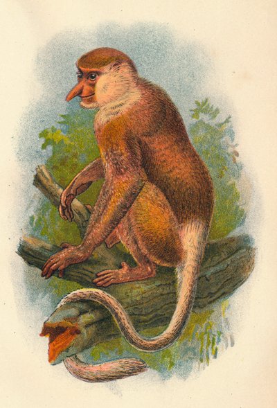 Der Nasenaffe von Henry Ogg Forbes