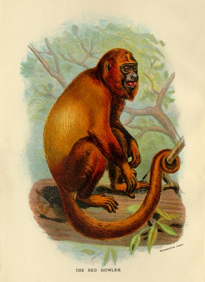 Der rote Brüllaffe, 1896 von Henry Ogg Forbes