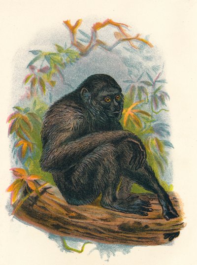 Der Siamang-Gibbon, 1897 von Henry Ogg Forbes