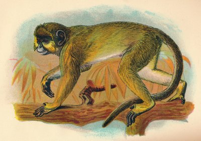Der Talapoin, 1897 von Henry Ogg Forbes