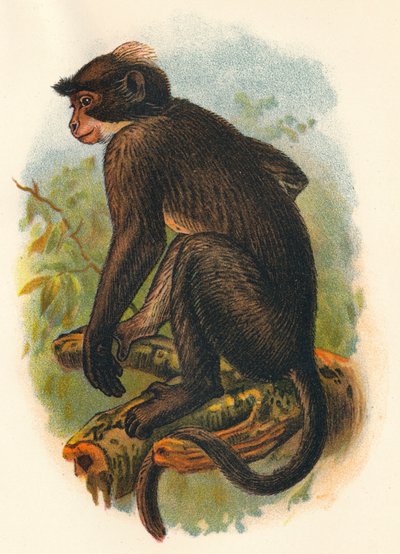 Weißkronen-Mangabe, 1897 von Henry Ogg Forbes