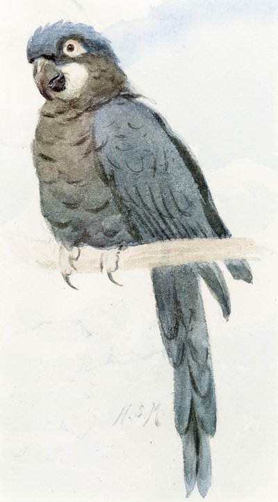Hyazinth-Ara, ca. 1890 von Henry Stacey Marks