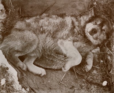 Stareek simuliert, um 1910-1913, 1913 von Herbert Ponting