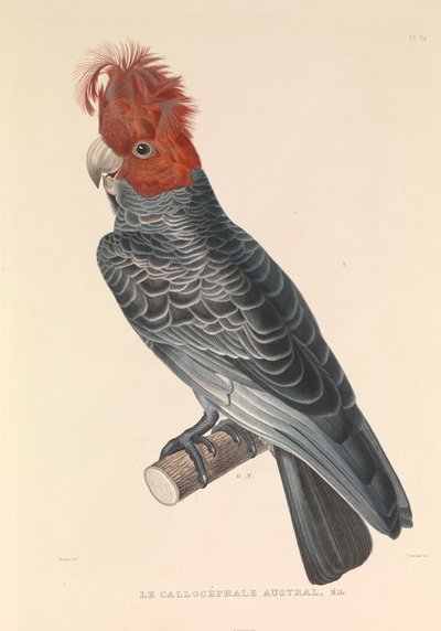 Der australische Callicéphale von Hyacinthe Yves Philippe (1781 1846) Potentien