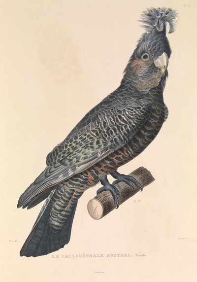 Der australische Callicéphale von Hyacinthe Yves Philippe (1781 1846) Potentien