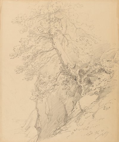 Baumstudie von Ignaz Dorn