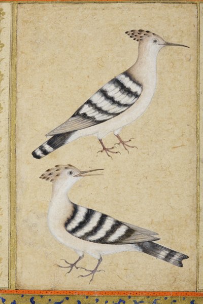 Wiedehopfe von Indian School