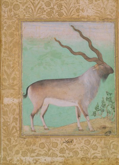 Steinbock, Mughal von Indian School