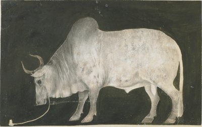 Indischer Stier von Indian School