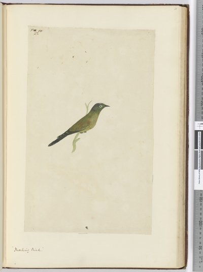F.22 Spottdrossel, 1772-75 von Isaac Smith