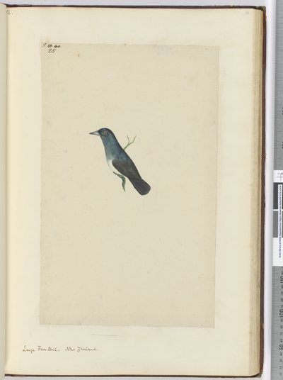 F.25 Großer Fächerschwanz, Neuseeland, 1772-75 von Isaac Smith