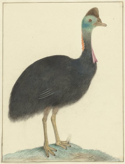 Kasuar von Isaac van Haastert