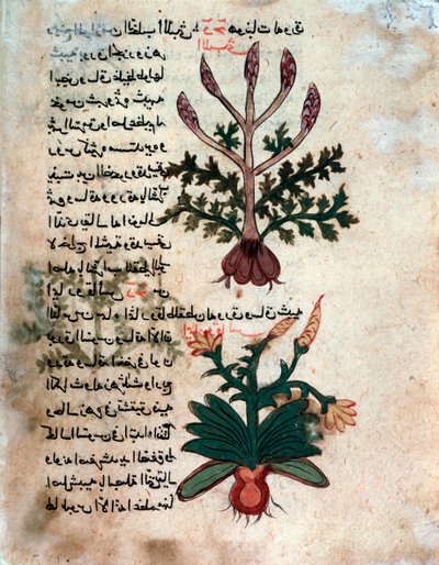 Seite aus einem medizinischen Herbarium (Manuskript) von Islamic School