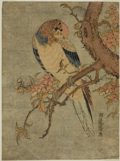 Papagei auf Quittenbaum von Isoda Koryusai